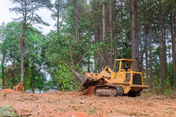 Trees Clearing in Cedar Falls