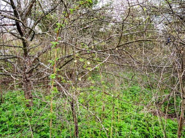 Underbrush Clearing in Cedar Falls