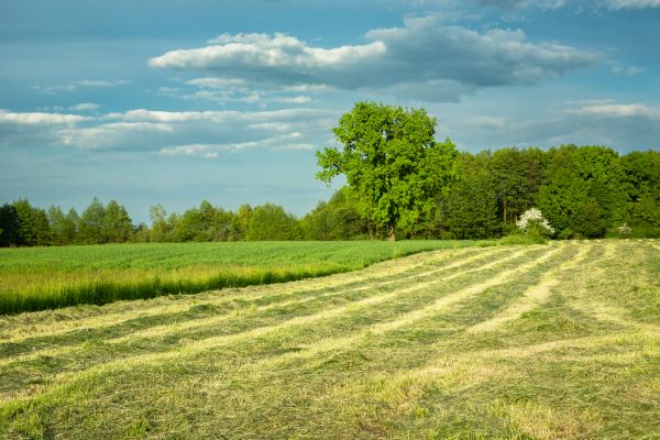 Vegetation Removal in Cedar Falls