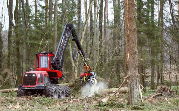 Forest Clearance Service in Cedar Falls