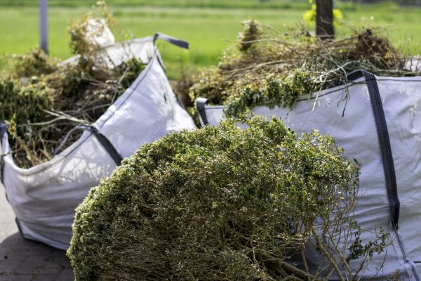 Bushes Clearing in Cedar Falls