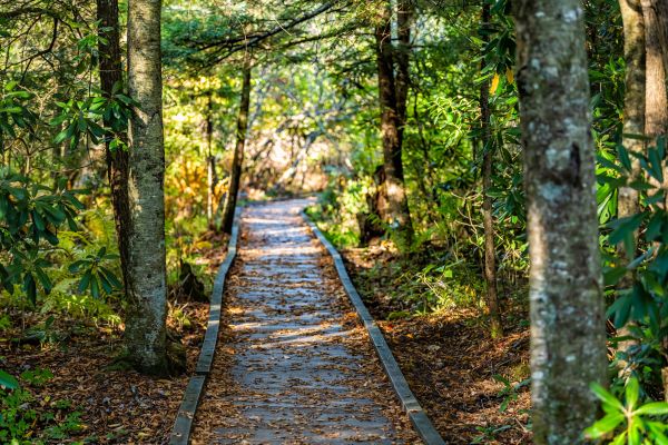 Trail Clearing in Cedar Falls